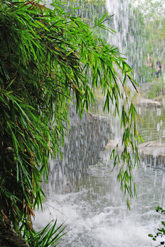下雨天 竹葉