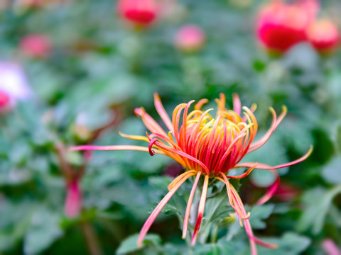 菊花