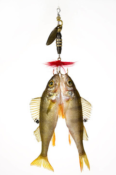魚