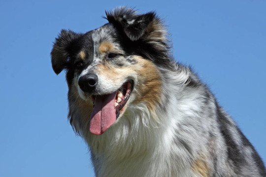 澳大利亞牧羊犬