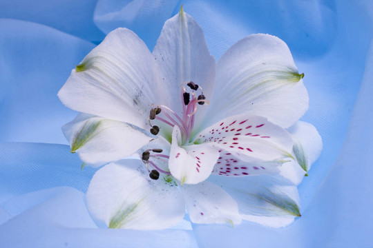 白色的花