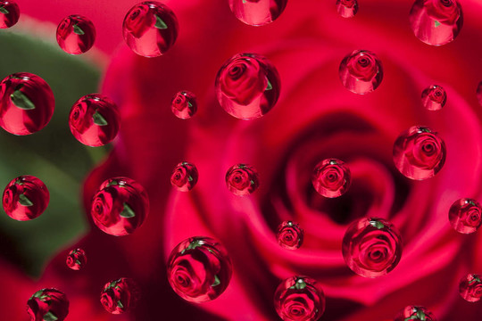 Rose Syrup摘要