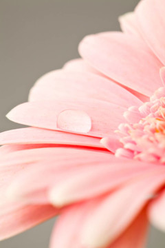 太陽花