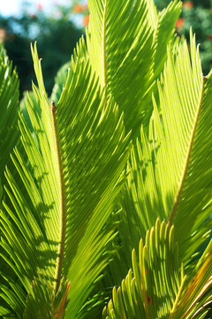 美麗的綠色Cycas revoluta