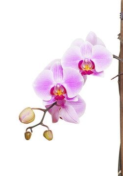 蘭花