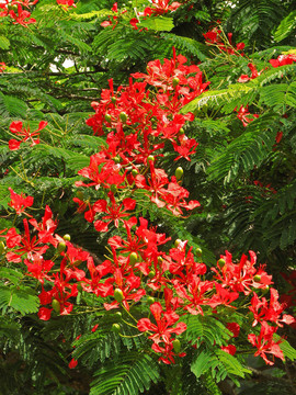 flamboyan樹