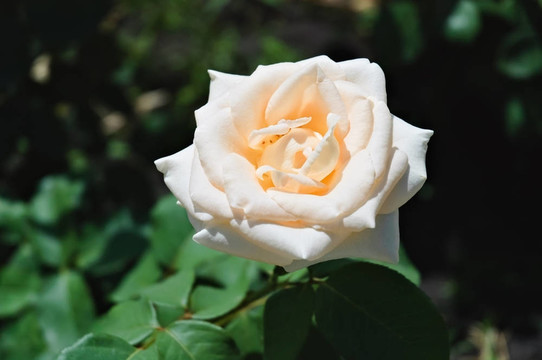 花園里的白玫瑰