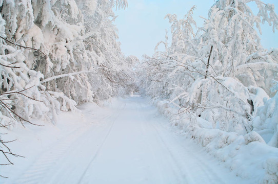 有樹的雪道