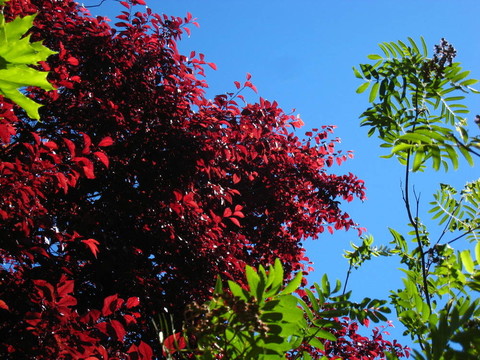 紅葉在一棵永遠紅的樹上，而不是秋天