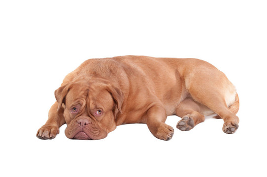 波爾多獒犬品種的狗放在地板上孤立在白色背景