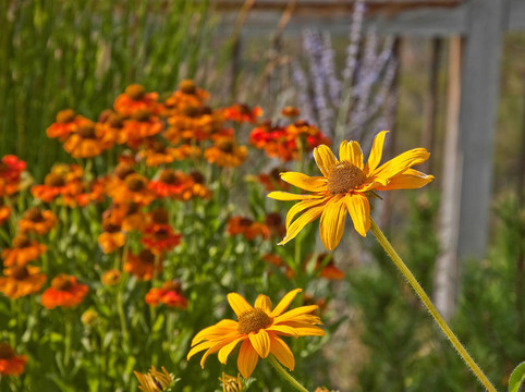 Yellow Daisy Flowers與夏季花園模糊