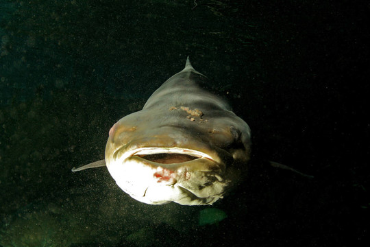 海鱺魚(yú)