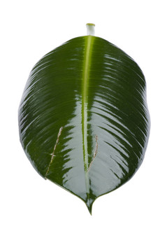 葉