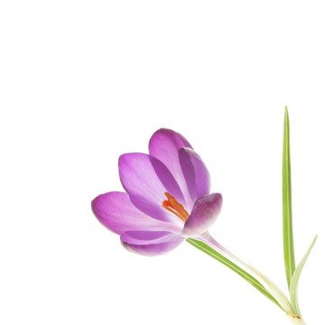 番紅花的花