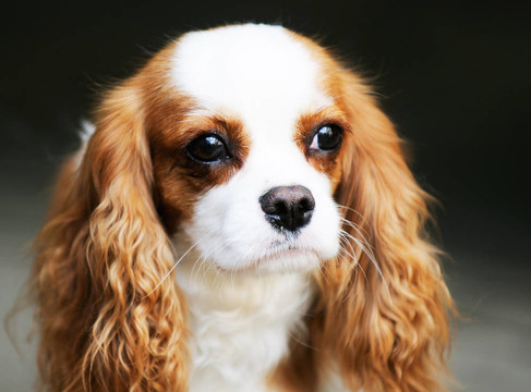 Charles spaniel國(guó)王的畫像