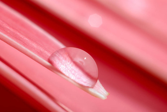 非洲菊