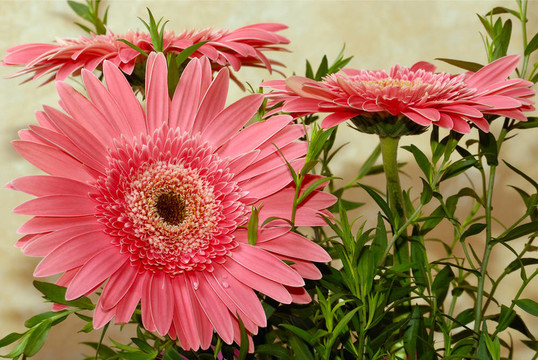 非洲菊