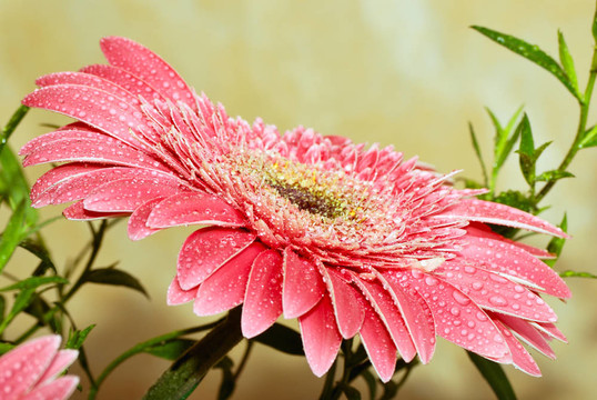 非洲菊