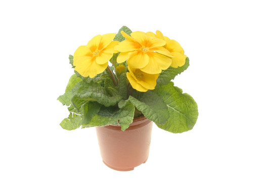 報(bào)春花屬植物和花卉