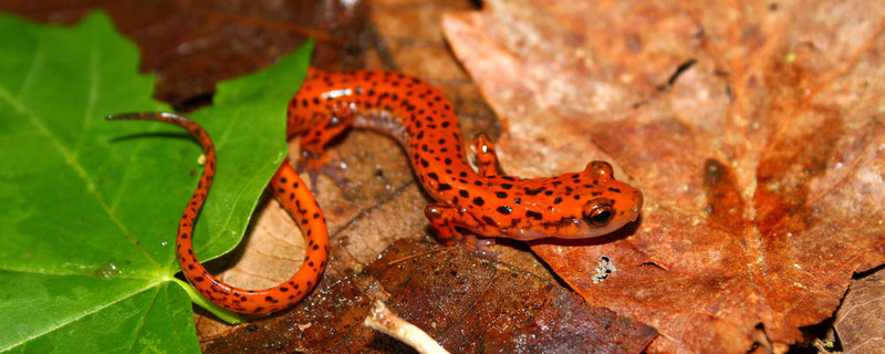 Cave Salamander（Eurycea Lucifuga）