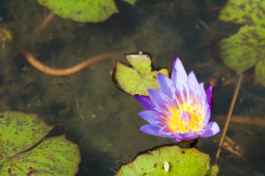 蓮花