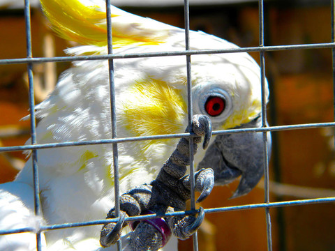 Parrot在動(dòng)物園籠子里