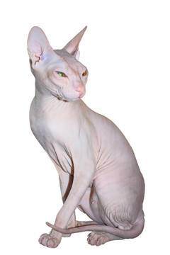 Donskoy（貓）