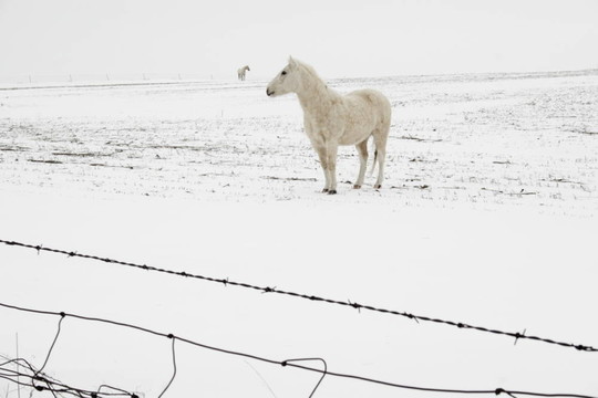 雪馬