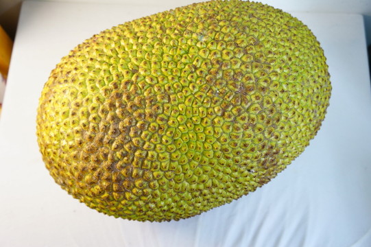 木菠蘿