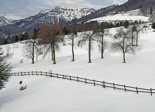 冬季阿爾卑斯山雪與樹的全景