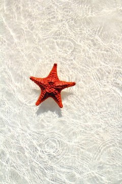 波浪淺水中的海星橙