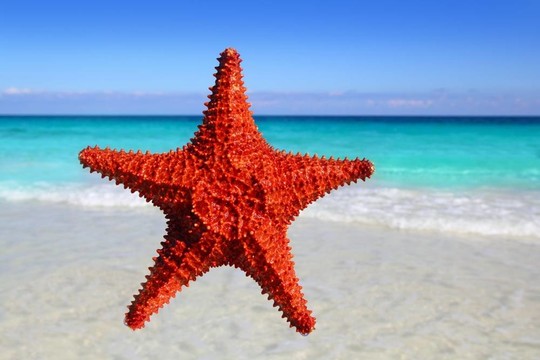 海星分離在熱帶綠松石海灘