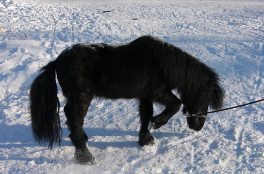 雪中的黑色小馬