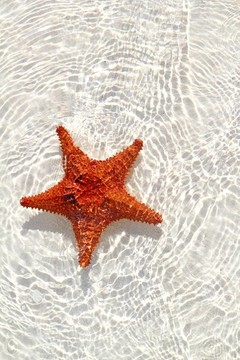 波浪淺水中的海星橙