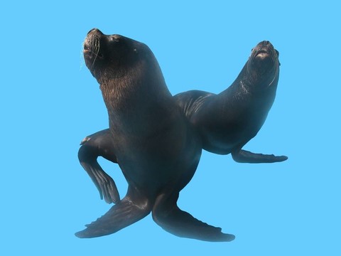 頑皮的海獅。