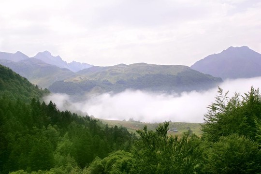 霧山霧照自然森林