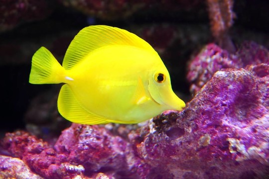 黃色的夏威夷唐sailfin熱帶魚