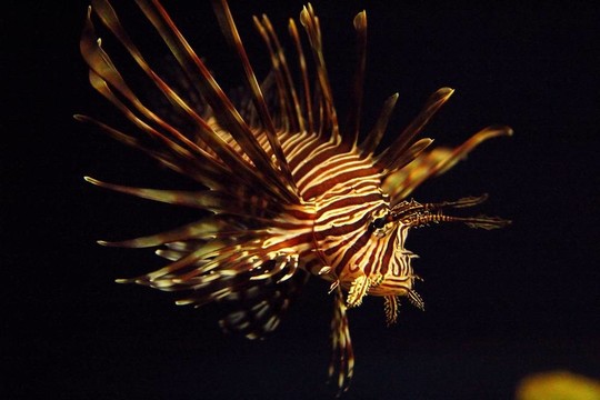 Pterois antennata衣衫襤褸的翅片firefish獅子魚