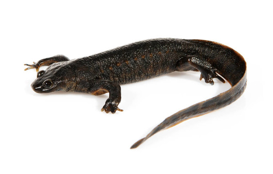 紐特（Triturus vulgaris）