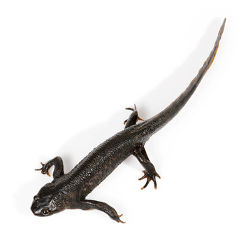 紐特（Triturus vulgaris）