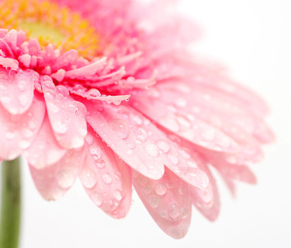 粉色非洲菊