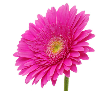 太陽花