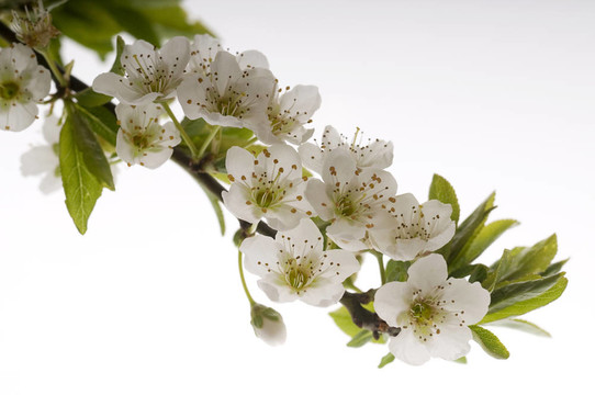 梅花樹花