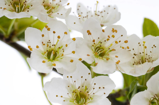 梅花樹花