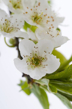 梅花樹花