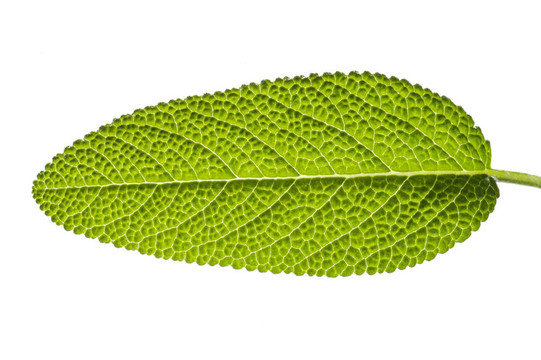 鼠尾草葉