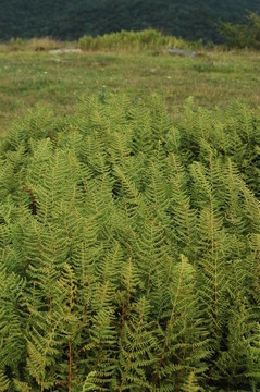 山頂上的蕨類(lèi)植物