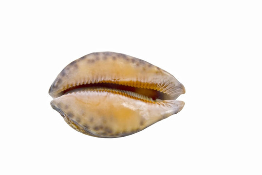 海貝殼