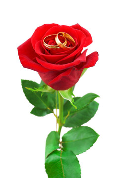 玫瑰和結(jié)婚戒指
