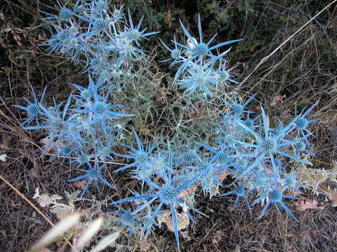 藍(lán)薊